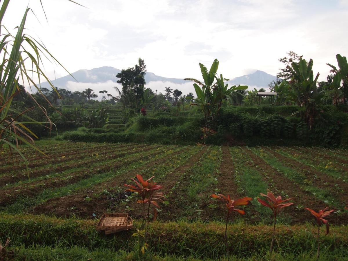 Tetebatu Mountain View Homestay 外观 照片